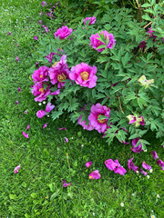 Fototapeta premium Bush of blooming bright pink tree-shaped Chinese peonies