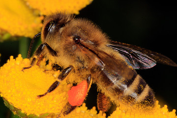 Bee, Tansy, Apis, Blossom, Nectar, Honey, Thuringia, Germany, Europe
