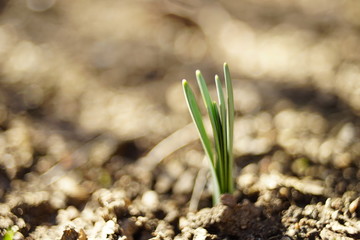 Fresh green sprouts of daffodil flowers grow in the sunny garden in spring