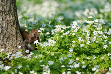 Fototapeta premium エゾリスとニリンソウ
