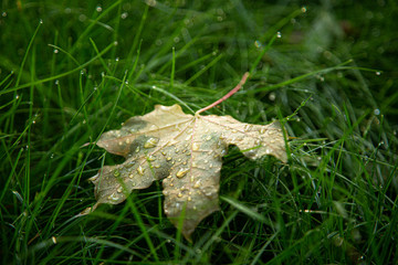 Yellow green maple leaf on green grass field with drops of water after rain. Close up. Autumn leaf fallen on the green meadow.
