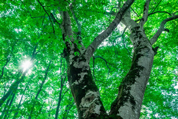 夏の日差しを浴びるブナの木