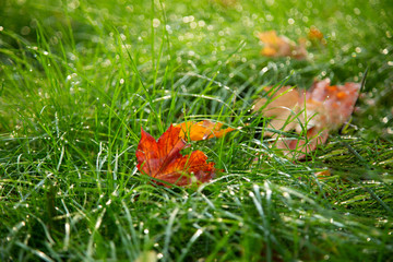 Close up of a red maple leaf on green grass field. Autumn leaf fallen on the green grass after rain.