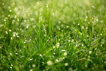 Juicy fresh green grass on spring or summer meadows in the morning with drops of water: abstract nature close up background of lawn with soft and selective focus with bokeh.