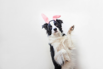 Happy Easter concept. Funny portrait of cute smilling puppy dog border collie wearing easter bunny ears isolated on white background