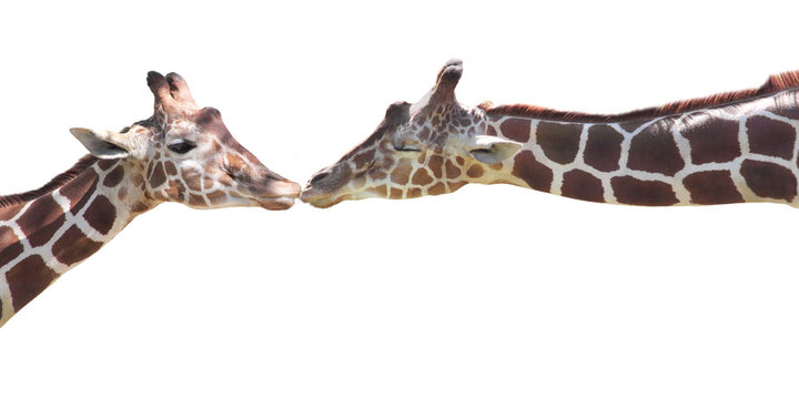 Two Giraffes Kissing Isolated on White