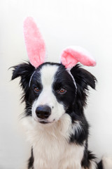 Happy Easter concept. Funny portrait of cute smilling puppy dog border collie wearing easter bunny...