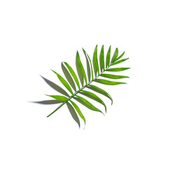 One palm leaf from above - overhead view
