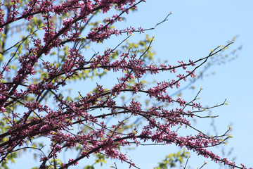 Purple Blossoms against Blue Sky