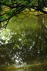 マングローブの森