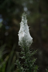 Nursery web with egg sac inside,  constructed on plant by nursery web spider Dolomedes minor