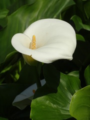 CALAS (ZANTEDESCHIA AETHIOPICA) DE COLOR BLANCO