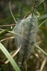 Nursery web with egg sac inside,  constructed on plant by nursery web spider Dolomedes minor