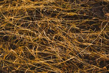old grass on the ground after winter