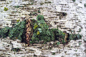 close-up texture of birch bark