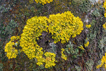 yellow lichen growing on the bark of a tree