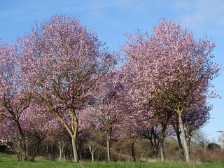 ÁRBOLES EN FLORACIÓN. CIRUELOS, CEREZOS