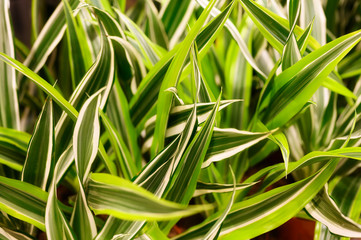 leaves potted dracaena compact lemon lime Warneckii Variegate