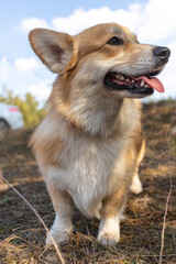 Corgi walks in a beautiful forest