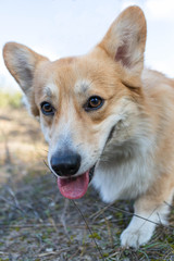 Corgi walks in a beautiful forest.