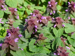 LAMIUM PURPUREUM. ORQUÍDA MUERTA PURPÚREA. HOJAS Y FLORES.