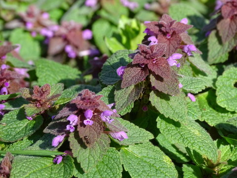 LAMIUM PURPUREUM. ORQU&Iacute;DA MUERTA PURP&Uacute;REA. HOJAS Y FLORES.