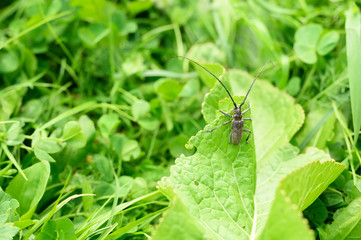 a barbel beetle crawls on a green leaf in the grass