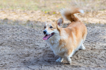 Corgi smiles with happiness.