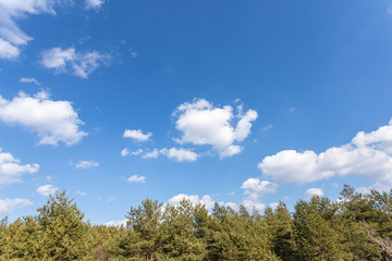 Beautiful landscape of a pine forest.