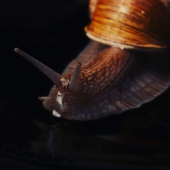 snail