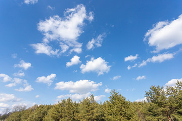 Fototapeta premium Beautiful landscape of a pine forest.