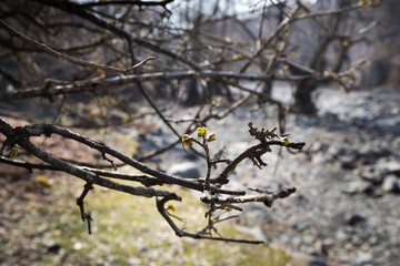 Tree in early spring. View from below. Selective focus.
