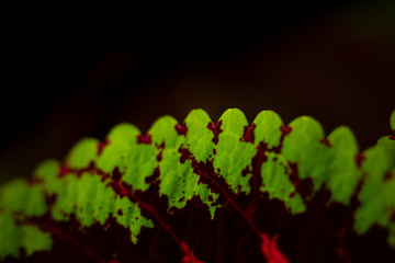 Detalle hoja natural verde