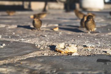 Sparrows on Street