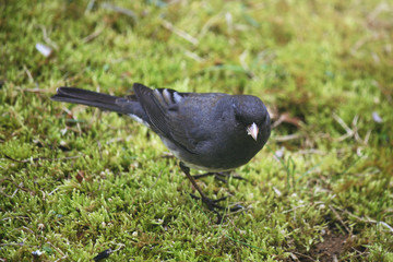 bird on grass
