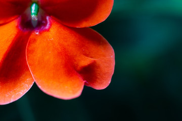 Detalle p&eacute;talo de flor naranja
