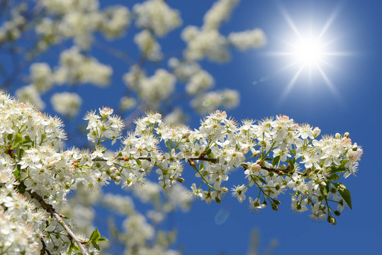 Fr&uuml;hling 496