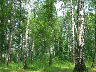 Fototapeta premium Russian birch trees in the forest.