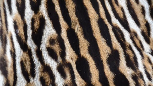 closeup of cat fur background texture