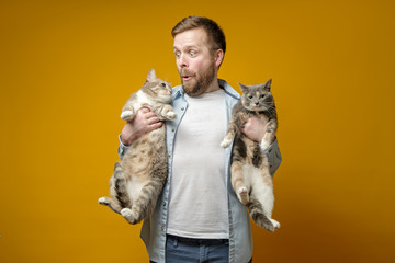 Contented bearded man, the owner, holds two of his cute cats in hands, looks at one of them and makes a funny grimace.
