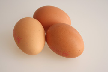 a studio photograph of hen's eggs