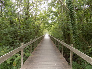 wooden bridge in forest