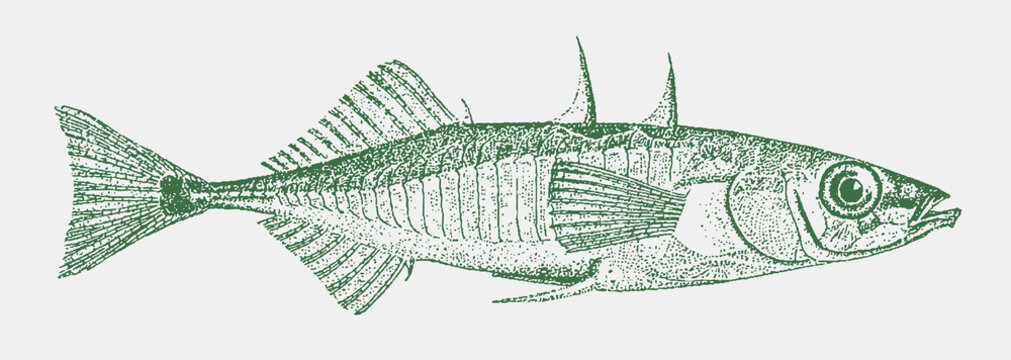 Three-spined stickleback gasterosteus aculeatus, little fish from the northern hemisphere in side view