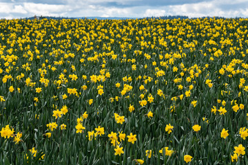Field of bright yellow daffodils in full bloom, as a nature background