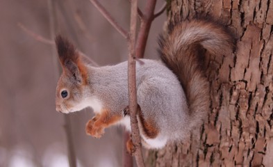 squirrel