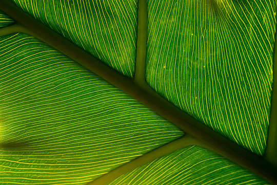 Textura nervios de hoja verde