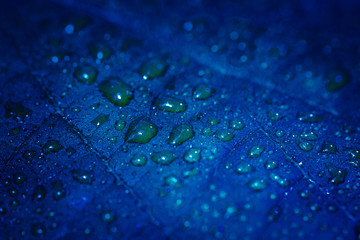 Hoja azulada con gotas de agua