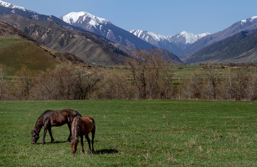 Fototapeta na wymiar Horses graze in the vastness of Kazakhstan against the backdrop of mountains and snowy peaks