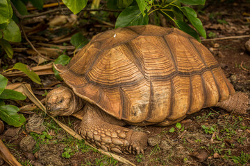 Closeup of tortoise