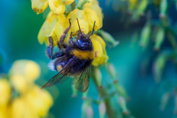 Abeja comiendo polen de una flor amarilla